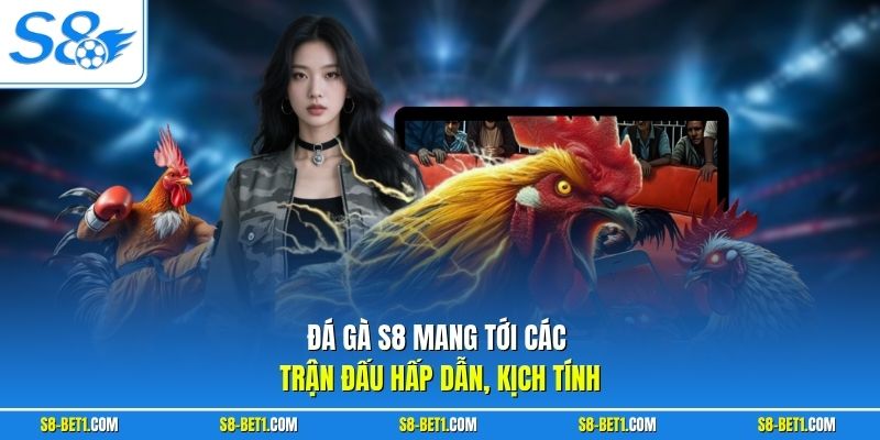 Đá gà S8 mang tới các trận đấu hấp dẫn, kịch tính